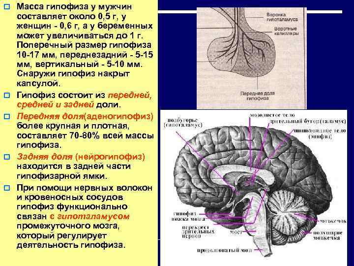 Мр картина диффузно неоднородной структуры гипофиза что это