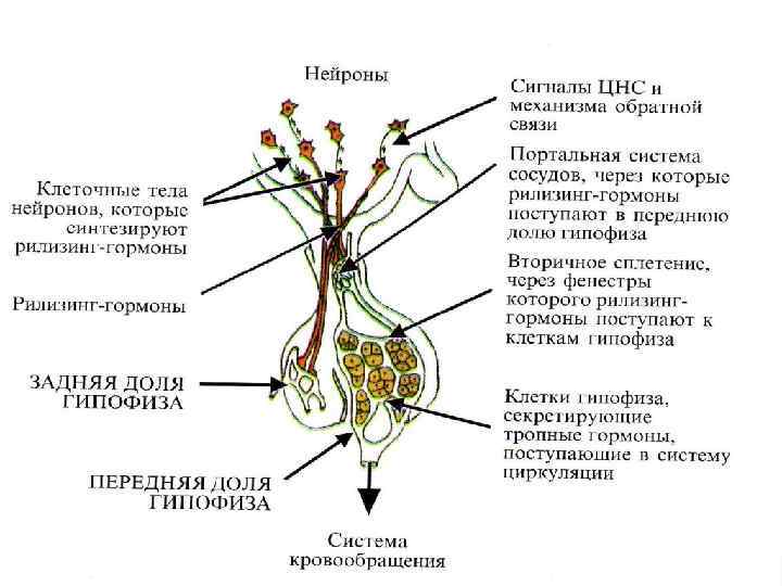 Какой цифрой на рисунке обозначен гипофиз рассмотрите рисунок и выполните задания 13 и 14