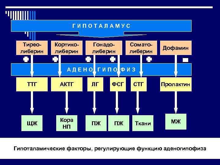 ГИПОТАЛАМУС Тиреолиберин Кортиколиберин Гонадолиберин Соматолиберин Дофамин АДЕНО ГИПО ФИЗ ТТГ АКТГ ЛГ ФСГ ЩЖ