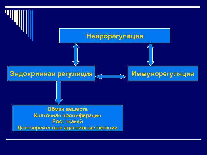 Нейрорегуляция Эндокринная регуляция Обмен веществ Клеточная пролиферация Рост тканей Долговременные адаптивные реакции Иммунорегуляция 