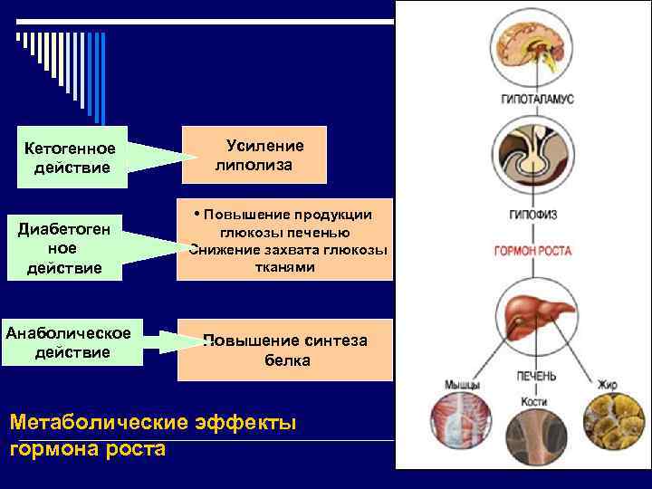 Гормоны гипофиза схема