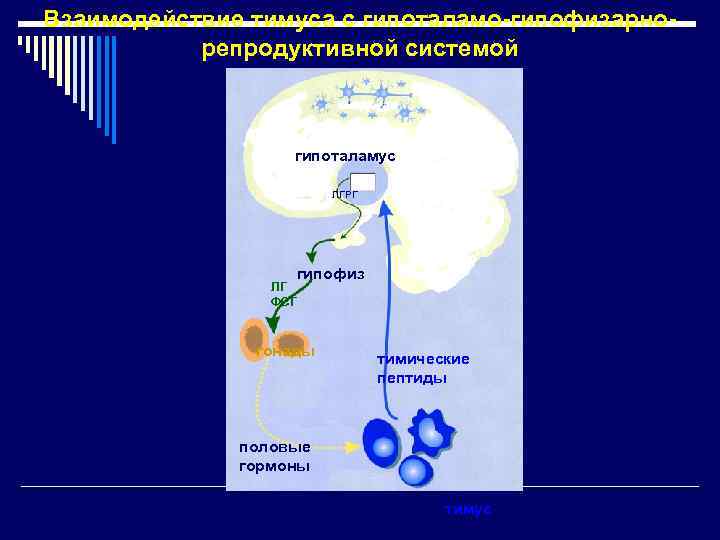 Взаимодействие тимуса с гипоталамо-гипофизарнорепродуктивной системой гипоталамус ЛГРГ гипофиз ЛГ ФСГ гонады тимические пептиды половые