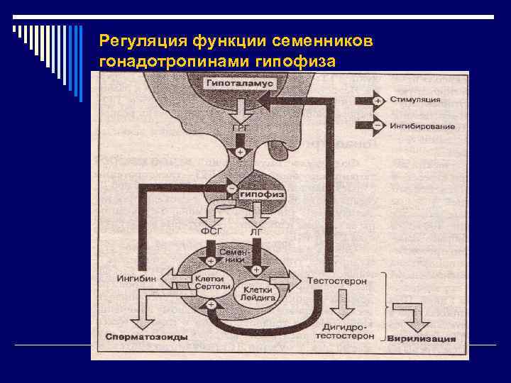 Регуляция функций. Регуляция функций гипофиза. Регуляция функций семенника. Регуляция функции семенников. Эндокринная регуляция функции семенника.