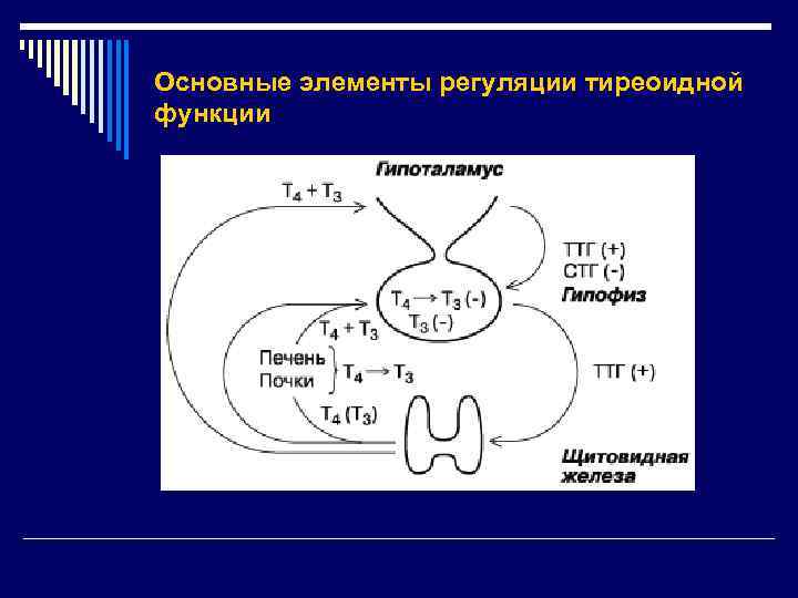 Основные элементы регуляции тиреоидной функции 