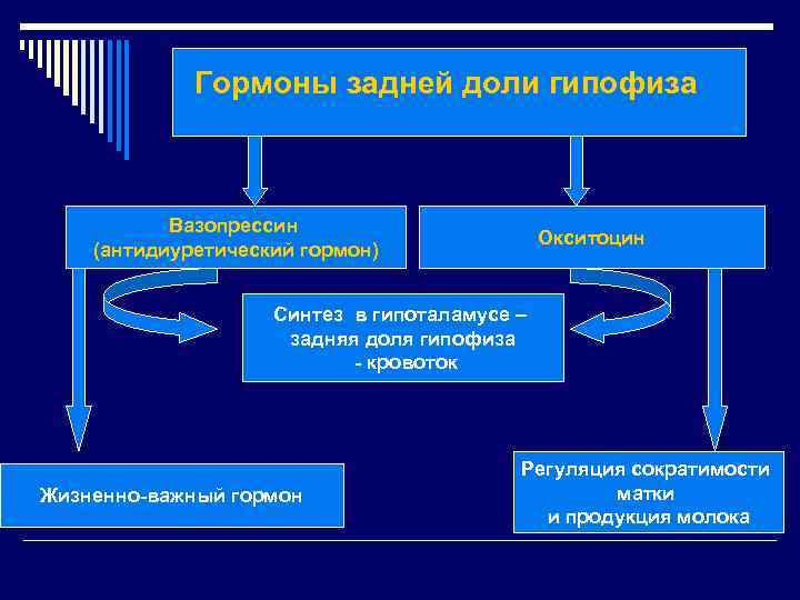 Гормоны задней доли гипофиза Вазопрессин (антидиуретический гормон) Окситоцин Синтез в гипоталамусе – задняя доля