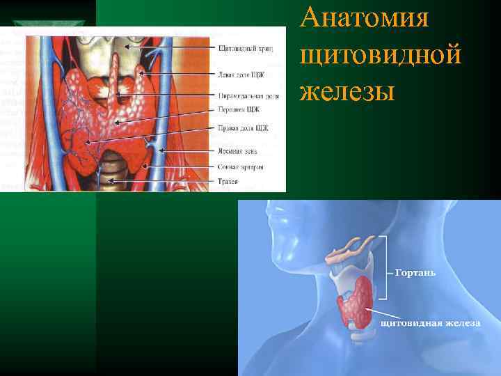 Анатомия щитовидной железы 