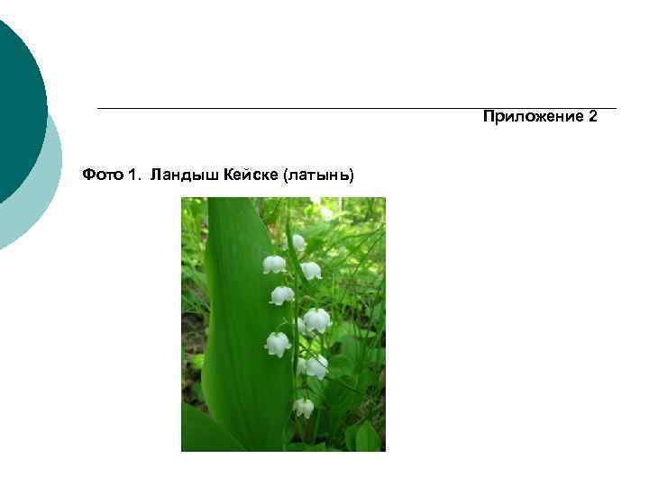 Приложение 2 Фото 1. Ландыш Кейске (латынь) 