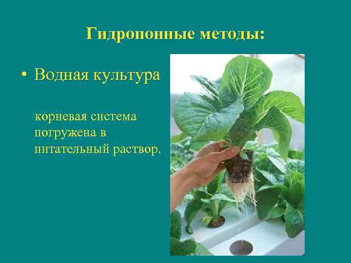 Гидропонные методы: • Водная культура корневая система погружена в питательный раствор. 
