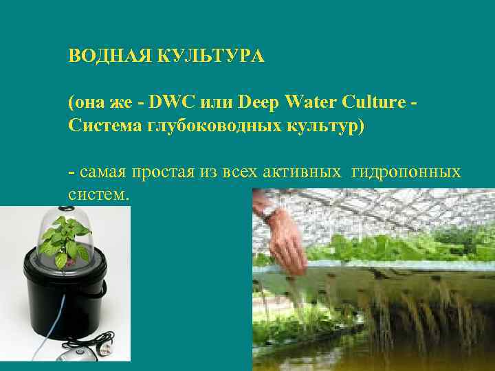 ВОДНАЯ КУЛЬТУРА (она же - DWC или Deep Water Culture Система глубоководных культур) -
