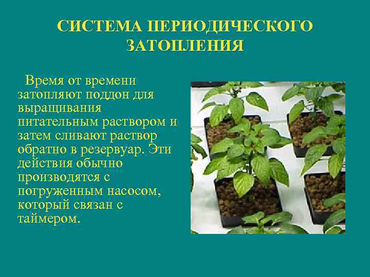 СИСТЕМА ПЕРИОДИЧЕСКОГО ЗАТОПЛЕНИЯ Время от времени затопляют поддон для выращивания питательным раствором и затем