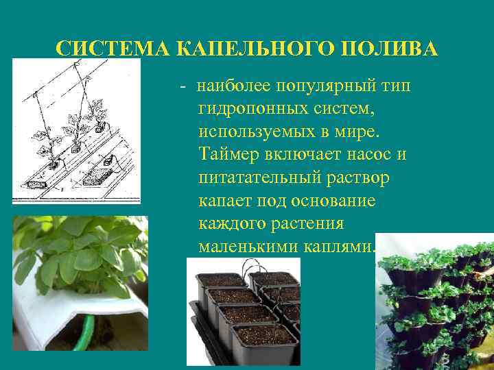 СИСТЕМА КАПЕЛЬНОГО ПОЛИВА - наиболее популярный тип гидропонных систем, используемых в мире. Таймер включает