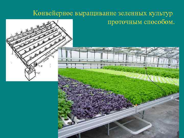 Конвейерное выращивание зеленных культур проточным способом. 