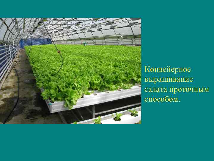 Конвейерное выращивание салата проточным способом. 