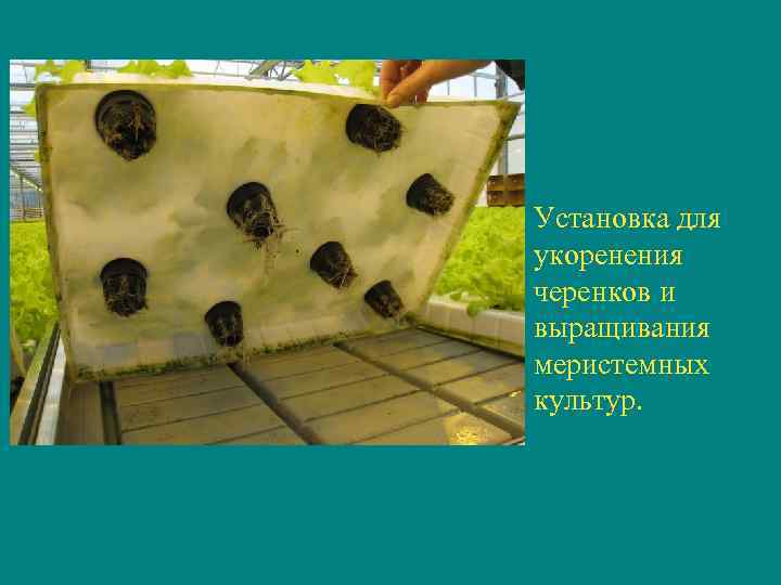 Установка для укоренения черенков и выращивания меристемных культур. 