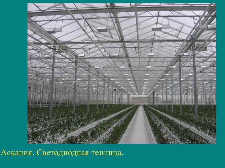 Аскания. Светодиодная теплица. 