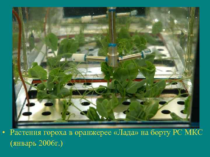  • Растения гороха в оранжерее «Лада» на борту РС МКС (январь 2006 г.