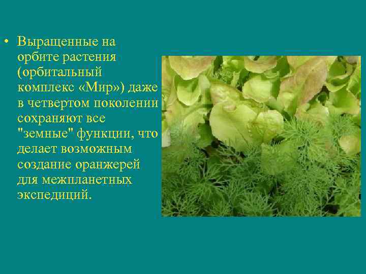  • Выращенные на орбите растения (орбитальный комплекс «Мир» ) даже в четвертом поколении