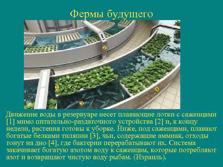 Фермы будущего Движение воды в резервуаре несет плавающие лотки с саженцами [1] мимо питательно-раздаточного