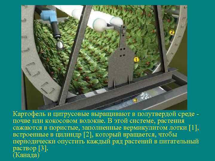 Картофель и цитрусовые выращивают в полутвердой среде - почве или кокосовом волокне. В этой