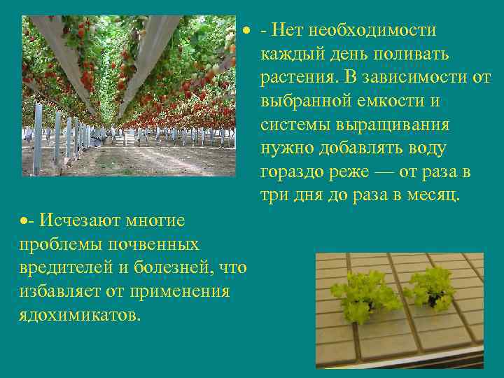  - Нет необходимости каждый день поливать растения. В зависимости от выбранной емкости и