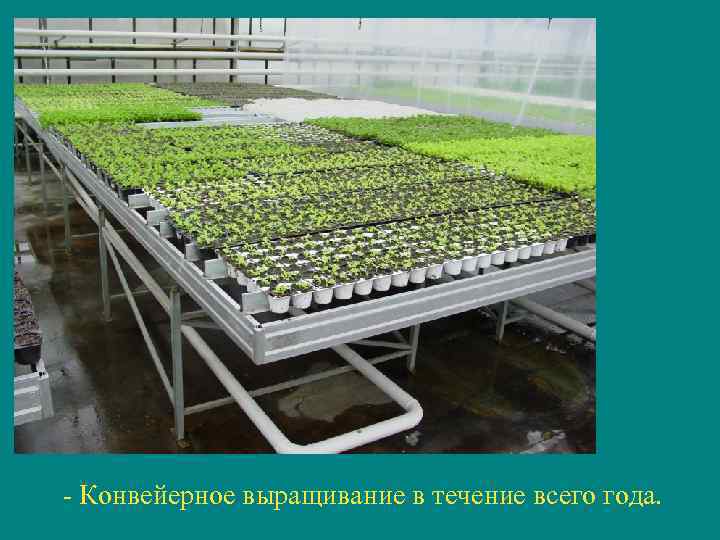 - Конвейерное выращивание в течение всего года. 
