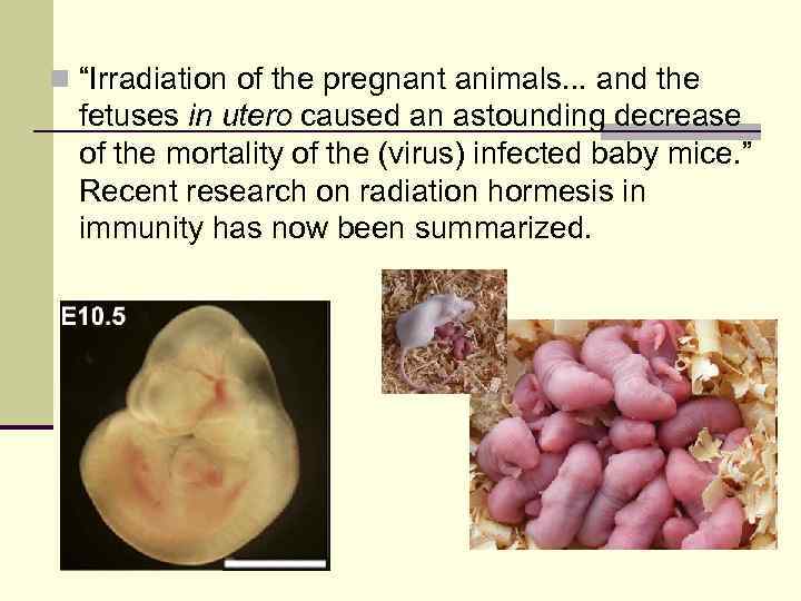 n “Irradiation of the pregnant animals. . . and the fetuses in utero caused