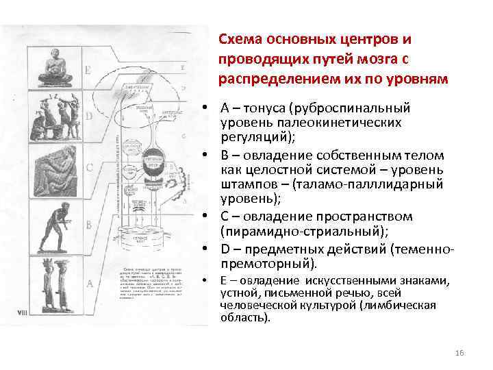 Схема основных центров и проводящих путей мозга с распределением их по уровням • А
