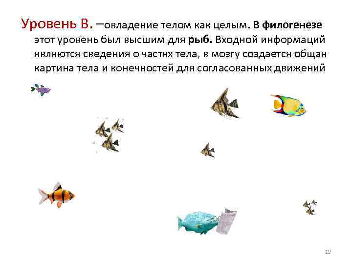 Уровень В. –овладение телом как целым. В филогенезе этот уровень был высшим для рыб.