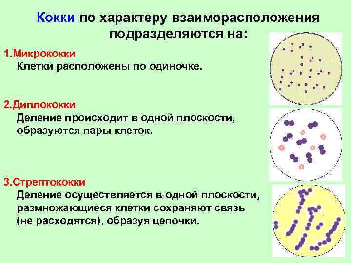 Кокки по характеру взаиморасположения подразделяются на: 1. Микрококки Клетки расположены по одиночке. 2. Диплококки