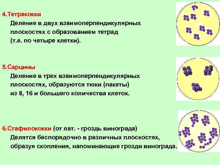 4. Тетракокки Деление в двух взаимоперпендикулярных плоскостях с образованием тетрад (т. е. по четыре