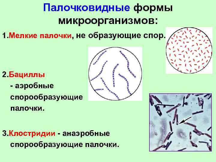 Палочковидные формы микроорганизмов: 1. Мелкие палочки, не образующие спор. 2. Бациллы - аэробные спорообразующие