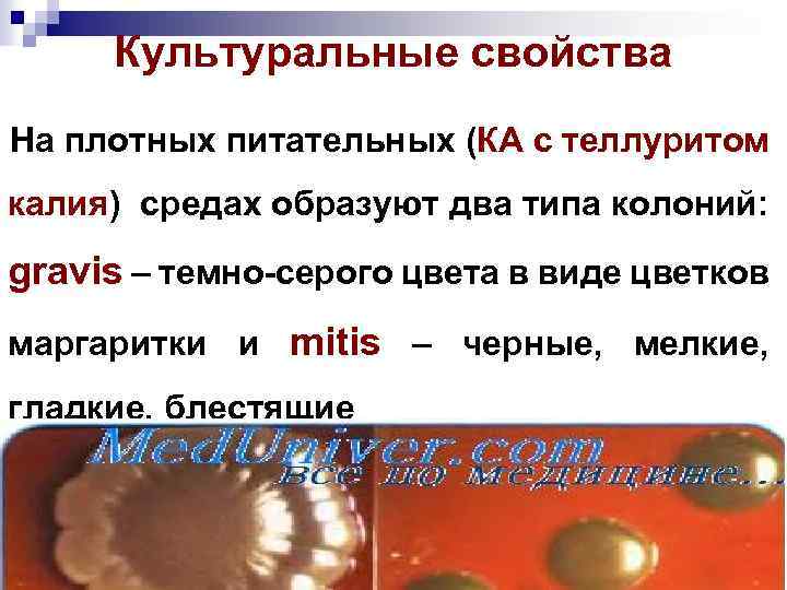 Культуральные свойства На плотных питательных (КА с теллуритом калия) средах образуют два типа колоний: