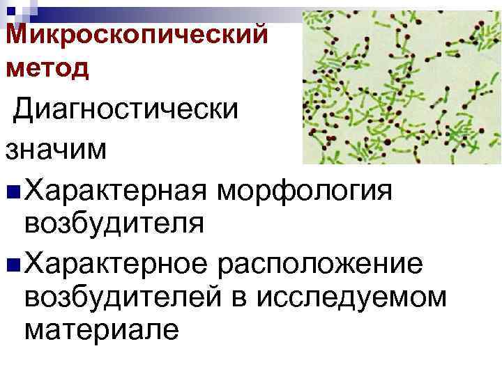 Микроскопический метод Диагностически значим n Характерная морфология возбудителя n Характерное расположение возбудителей в исследуемом