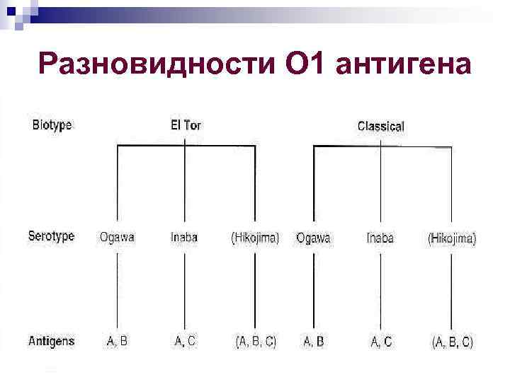 Разновидности О 1 антигена 