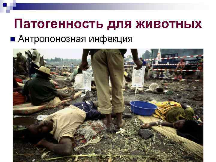 Патогенность для животных n Антропонозная инфекция 