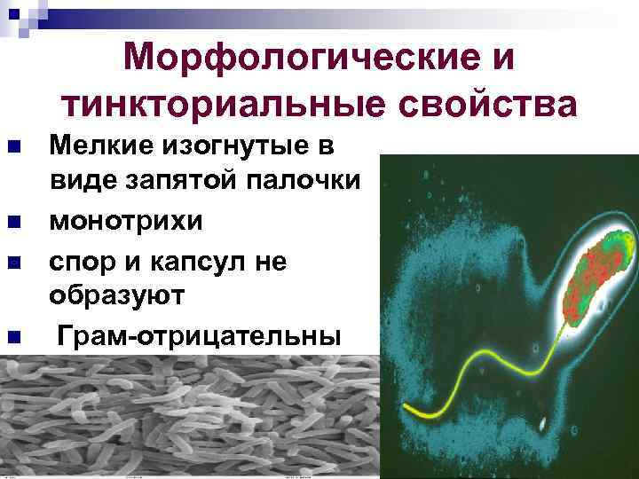 Морфологические и тинкториальные свойства n n Мелкие изогнутые в виде запятой палочки монотрихи спор