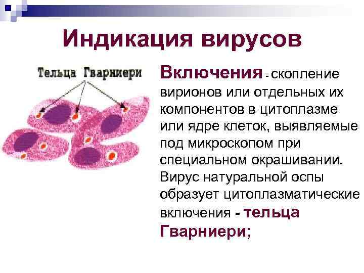 Индикация вирусов Включения скопление вирионов или отдельных их компонентов в цитоплазме или ядре клеток,