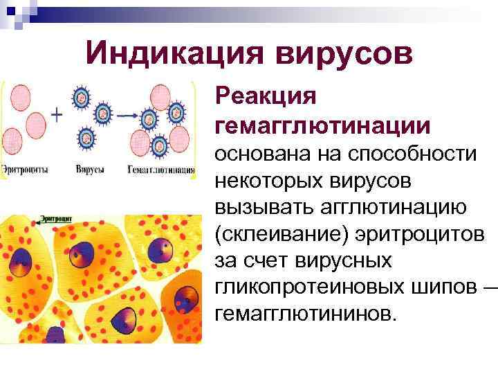 Реакция гемагглютинации презентация