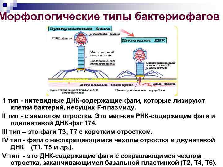 Морфологические типы бактериофагов 1 тип нитевидные ДНК содержащие фаги, которые лизируют клетки бактерий, несущих