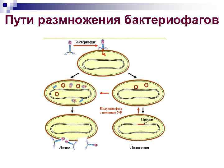 Пути размножения бактериофагов 