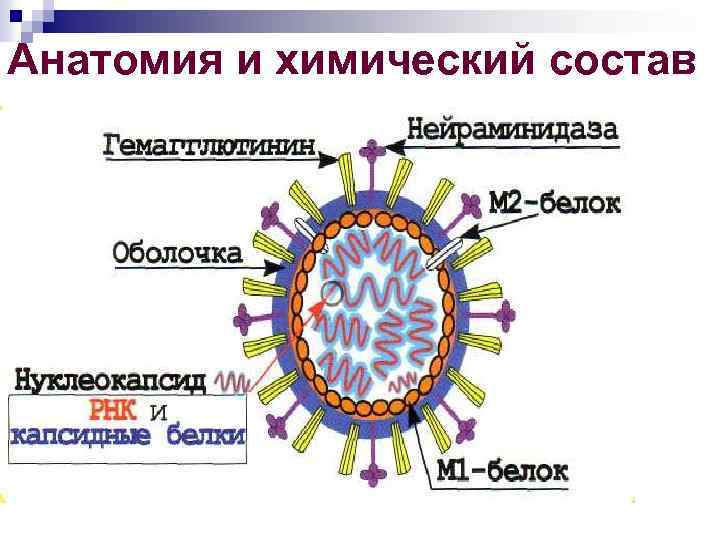 Анатомия и химический состав 