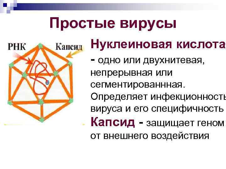 Простые вирусы Нуклеиновая кислота одно или двухнитевая, непрерывная или сегментированнная. Определяет инфекционность вируса и