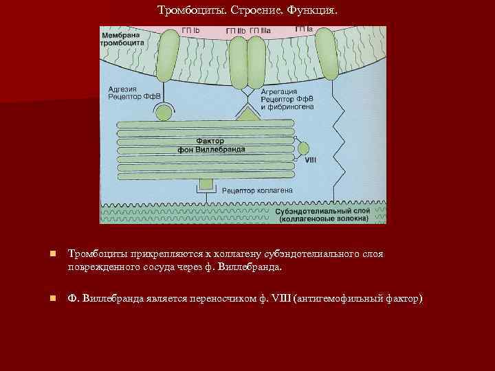 Тромбоциты. Строение. Функция. n Тромбоциты прикрепляются к коллагену субэндотелиального слоя поврежденного сосуда через ф.