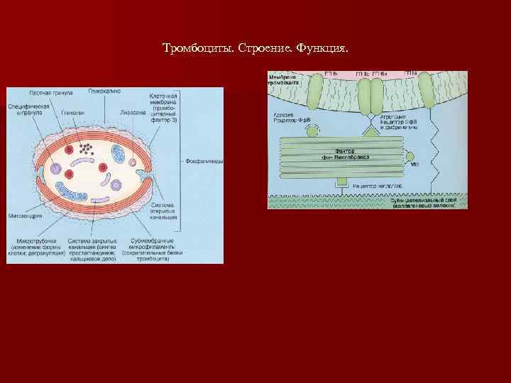 Тромбоциты. Строение. Функция. 