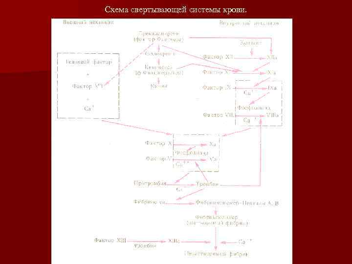 Схема свертывающей системы крови. 