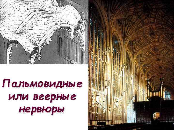 Пальмовидные или веерные нервюры 