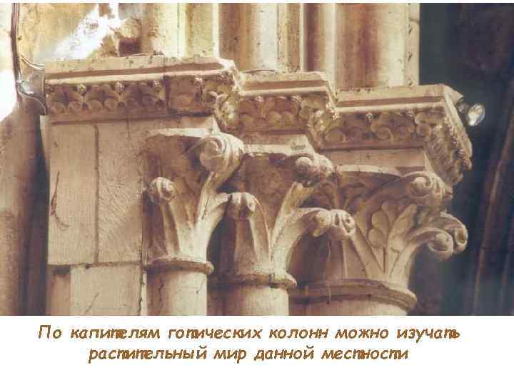 По капителям готических колонн можно изучать растительный мир данной местности 