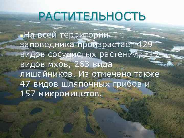 РАСТИТЕЛЬНОСТЬ На всей территории заповедника произрастает 429 видов сосудистых растений, 212 видов мхов, 263