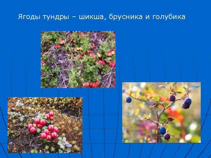 Ягоды тундры – шикша, брусника и голубика 