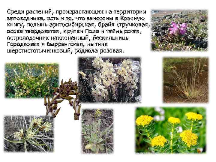 Среди растений, произрастающих на территории заповедника, есть и те, что занесены в Красную книгу,